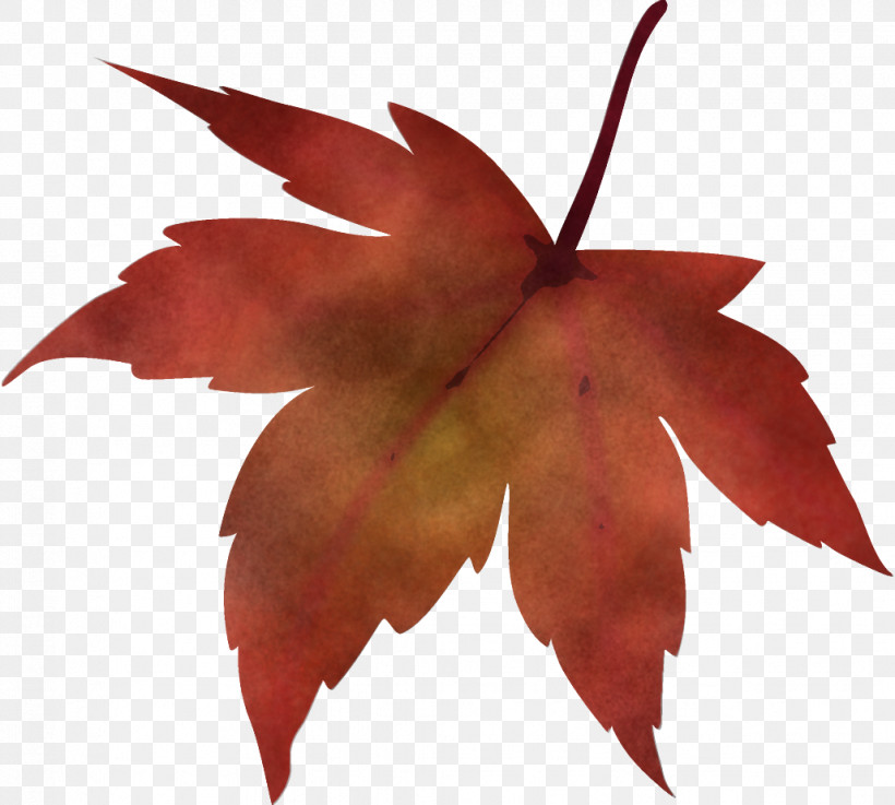 Maple Leaf Fallen Leaf Dead Leaf, PNG, 1028x924px, Maple Leaf, Autumn Leaf, Dead Leaf, Deciduous, Fallen Leaf Download Free