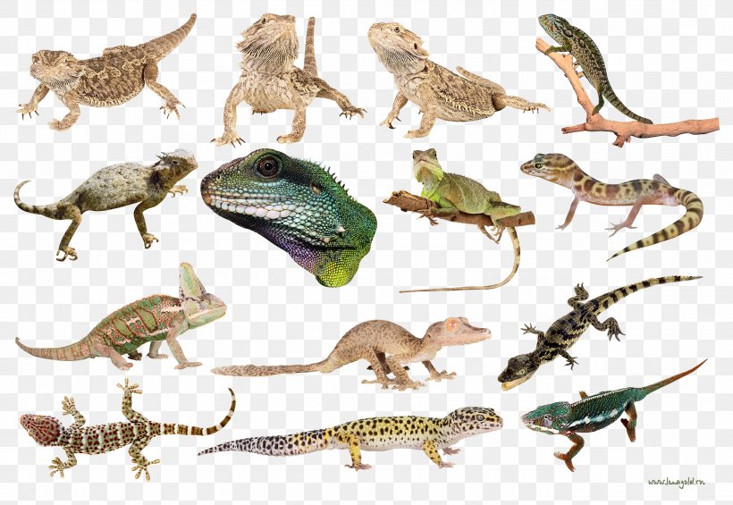 Newt Lizard Clip Art, PNG, 2729x1882px, Newt, Amphibian, Area, Common Iguanas, Directory Download Free