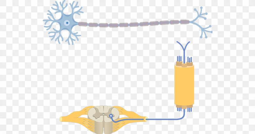 Pseudounipolar Neuron Multipolar Neuron Axon, PNG, 1200x630px, Pseudounipolar Neuron, Axon, Blue, Cell, Dendrite Download Free
