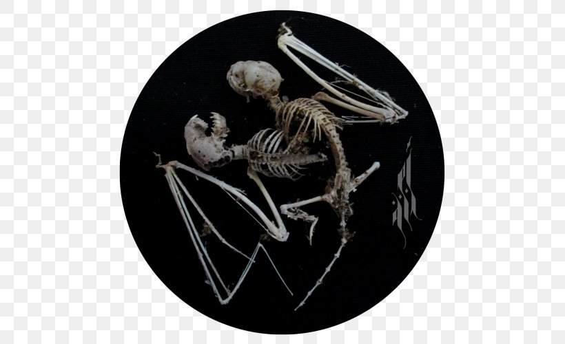 Skeleton Organism, PNG, 500x500px, Skeleton, Organism Download Free