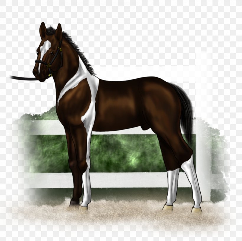 Stallion Hunt Seat Mustang Rein Mare, PNG, 897x891px, Stallion, Bit, Bridle, English Riding, Equestrian Download Free