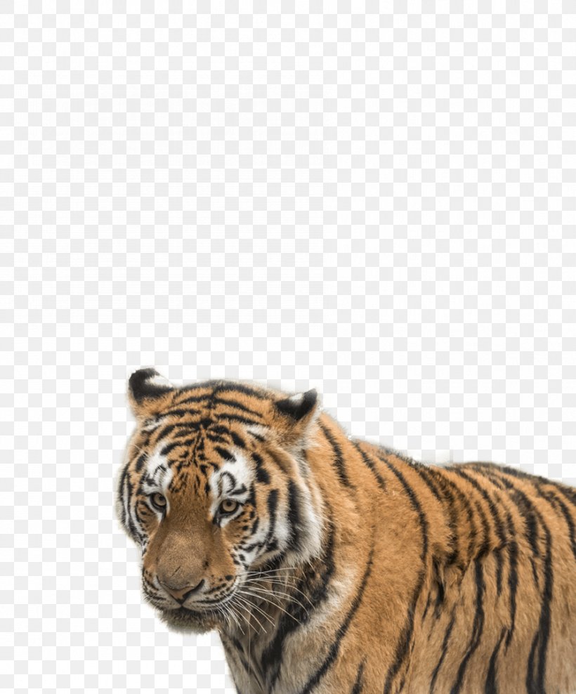 Tiger Cat Whiskers Terrestrial Animal Snout, PNG, 896x1080px, Tiger, Animal, Big Cat, Big Cats, Carnivoran Download Free