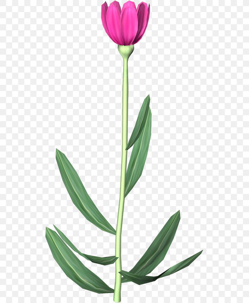 Tulip Flower Animation, PNG, 523x1000px, Tulip, Animation, Cut Flowers, Flower, Flowering Plant Download Free