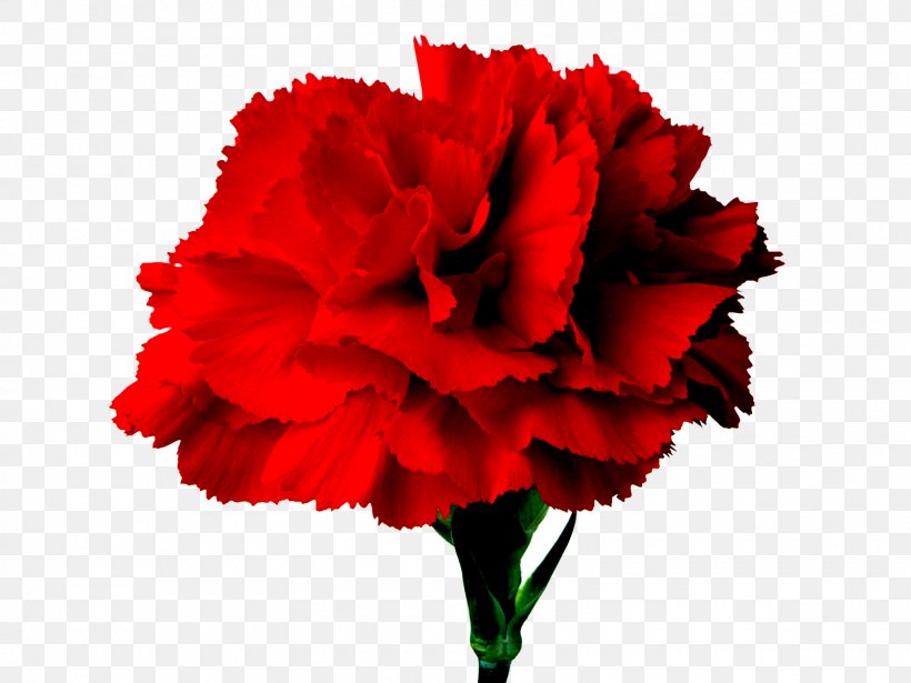 Carnation Flower Bouquet Red Clip Art, PNG, 1600x1200px, Carnation, Amaryllis Belladonna, Annual Plant, Birth Flower, Color Download Free