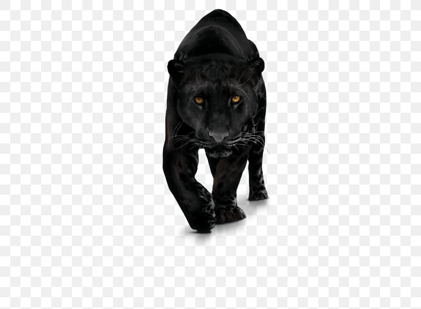Clip Art, PNG, 768x603px, Panthera, Big Cats, Black, Black Cat, Black Panther Download Free