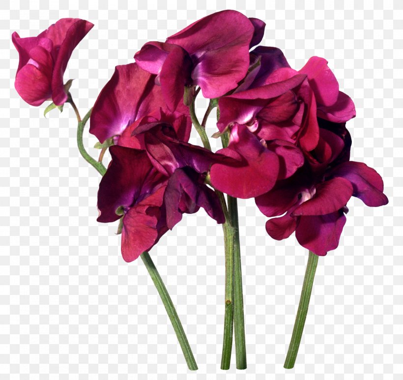 Flower Purple Salat Wudu, PNG, 1600x1509px, Flower, Annual Plant, Artificial Flower, Cut Flowers, Flower Bouquet Download Free