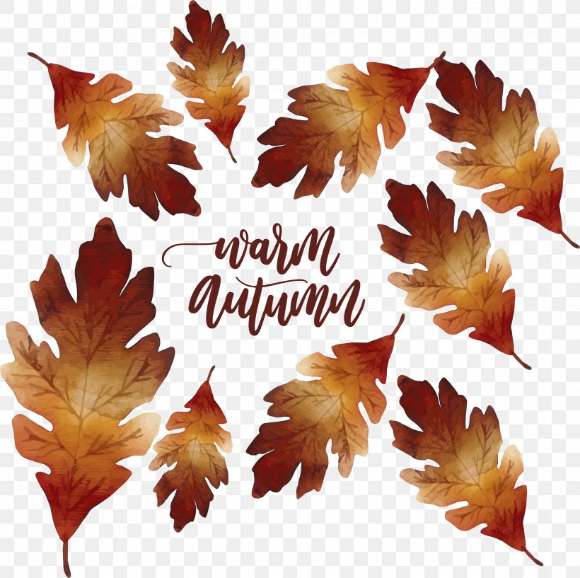 Maple Leaf Autumn Deciduous, PNG, 3069x3058px, Maple Leaf, Autumn, Autumn Leaf Color, Deciduous, Flowering Plant Download Free