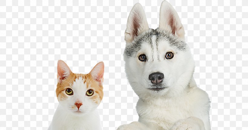 Siberian Husky Whiskers Canaan Dog Cat PetSmart, PNG, 1200x630px, Siberian Husky, Canaan Dog, Carnivoran, Cat, Cat Like Mammal Download Free