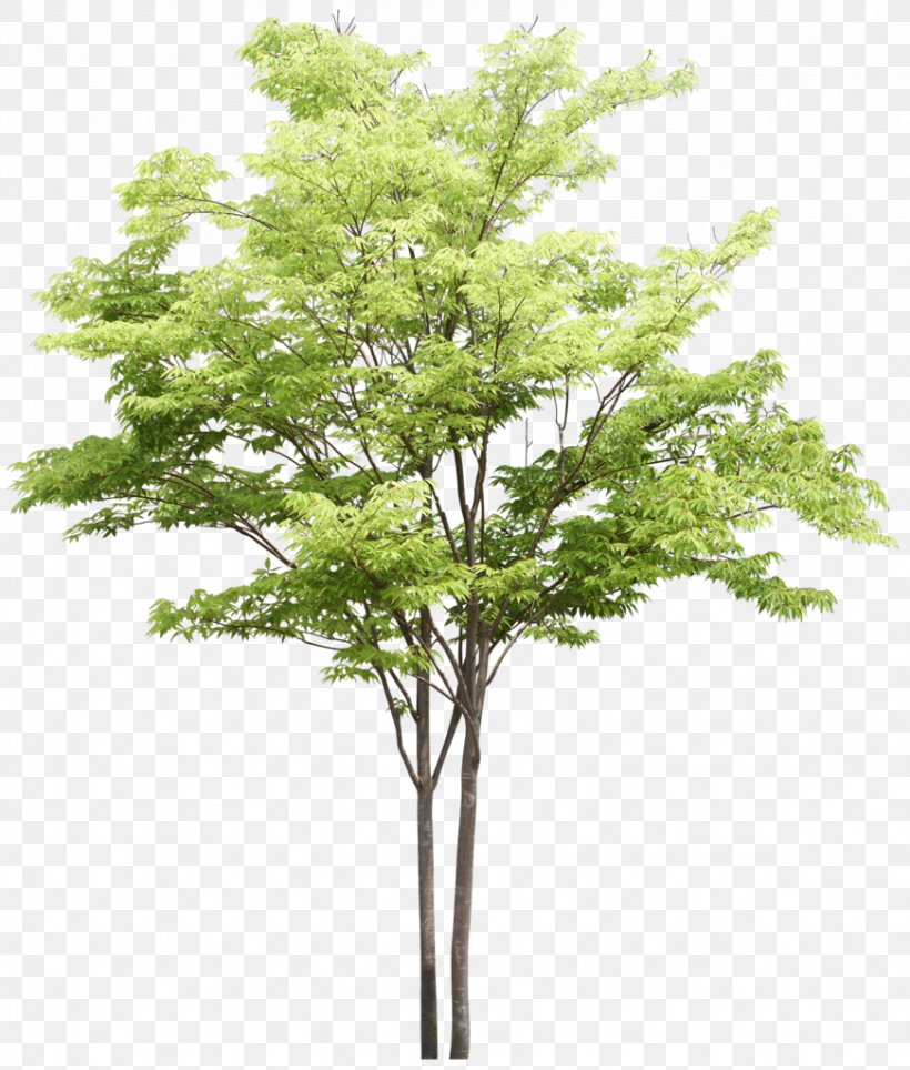 Tree Plant Ash, PNG, 871x1024px, Tree, Ash, Branch, Emerald Ash Borer, Evergreen Download Free