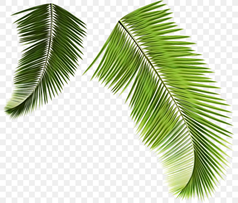 Coconut Tree Cartoon, PNG, 800x699px, Watercolor, Arecales, Asian Palmyra Palm, Borassus, Coconut Download Free