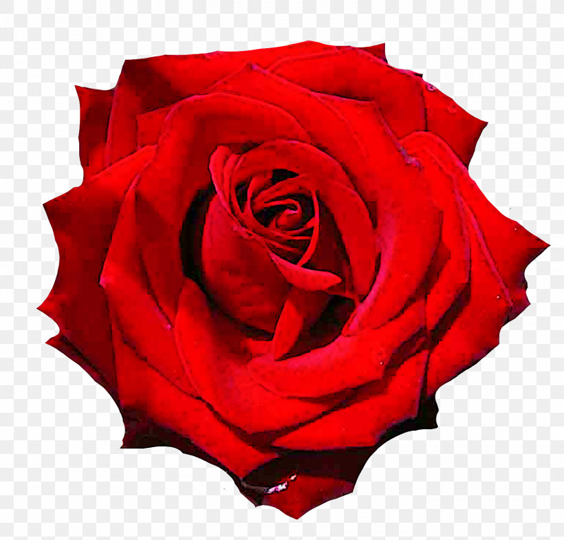 Garden Roses, PNG, 1510x1447px, Flower, Floribunda, Garden Roses, Hybrid Tea Rose, Petal Download Free