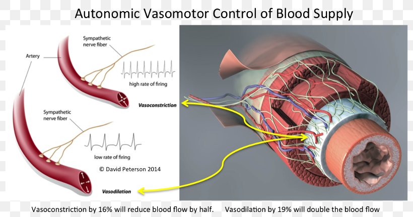 Vasomotor Center Vasoconstriction Sympathetic Nervous System Blood Vessel, PNG, 800x431px, Watercolor, Cartoon, Flower, Frame, Heart Download Free