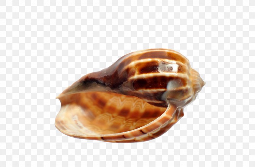 Viviparidae Viviparus Viviparus Seashell, PNG, 1280x842px, Viviparidae, Clams Oysters Mussels And Scallops, Conch, Conchology, Drawing Download Free