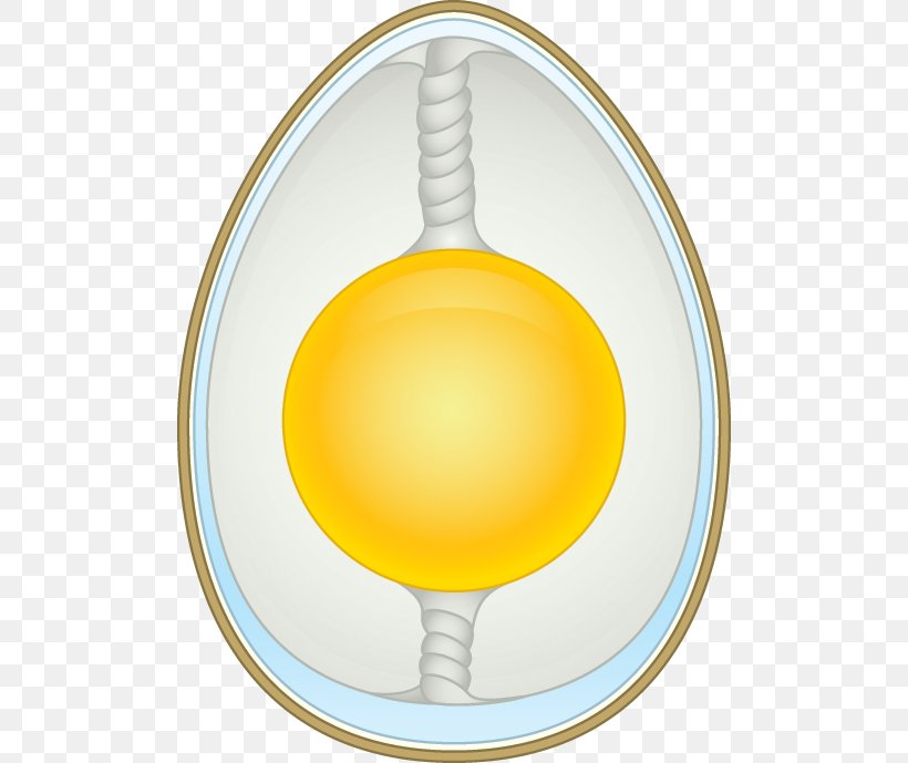 Chicken Boiled Egg Vitelline Membrane Eggshell, PNG, 500x689px, Chicken, Boiled Egg, Egg, Egg White, Eggshell Download Free