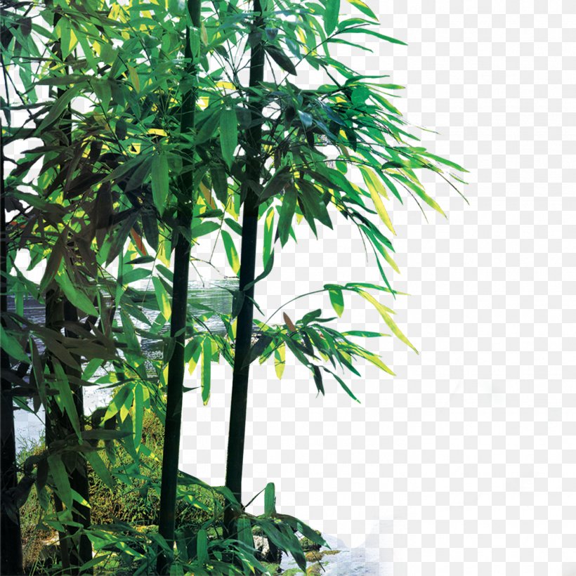 Henan Bamboo, PNG, 1417x1417px, Henan, Arecales, Asparagus Setaceus, Bamboo, Branch Download Free