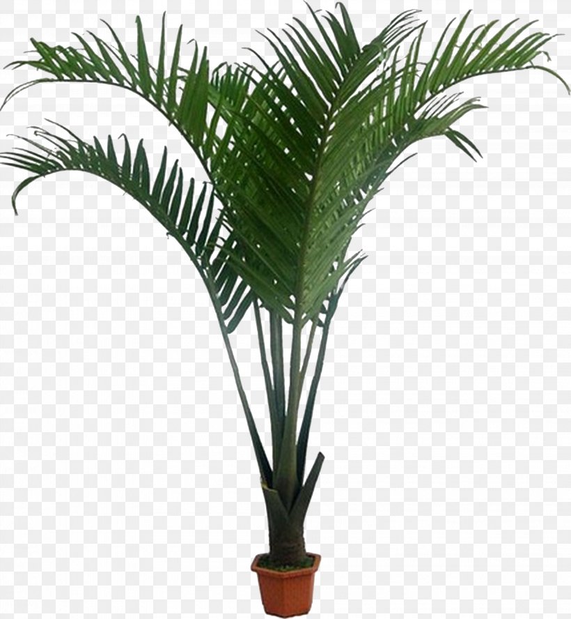 Howea Forsteriana Arecaceae Houseplant Coconut, PNG, 3985x4316px, Howea Forsteriana, African Violets, Arecaceae, Arecales, Attalea Speciosa Download Free