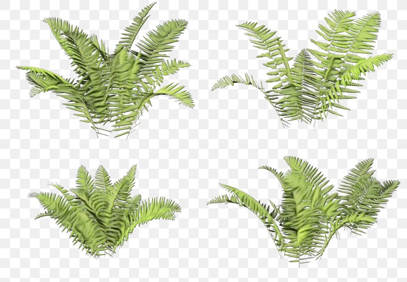 Leaf Drawing, PNG, 800x568px, Ostrich Fern, Aquarium Decor, Beak, Bird, Caulerpa Download Free