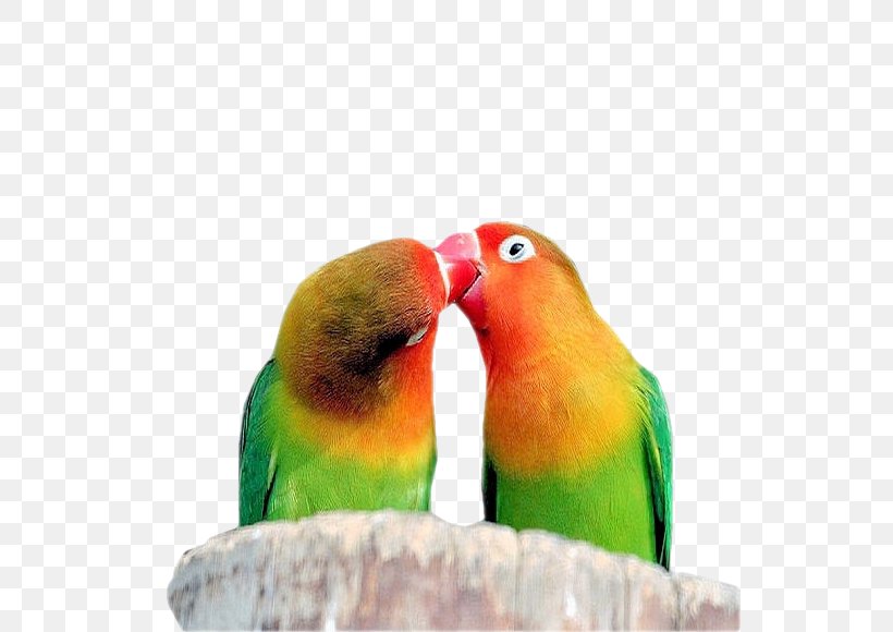 Lovebird Quotation Loriini Parakeet, PNG, 540x580px, Lovebird, Animal, Beak, Bird, Bird Supply Download Free