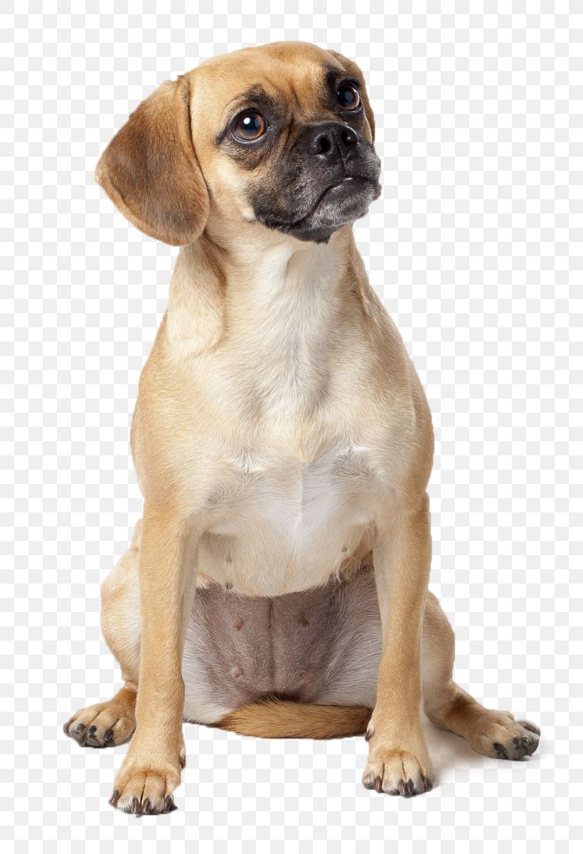 Puggle Puppy Dog Breed Beagle, PNG, 778x1200px, Pug, Beagle, Breed, Carnivoran, Companion Dog Download Free