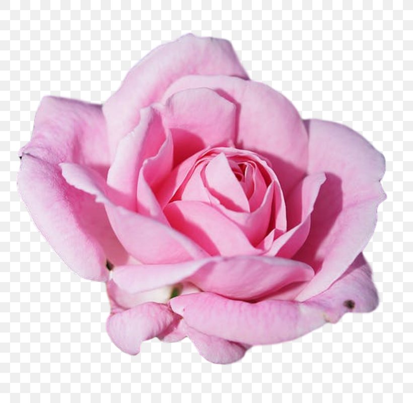 Rose Pink Flowers Petal, PNG, 800x800px, Rose, Blossom, Cut Flowers, Floral Design, Floribunda Download Free