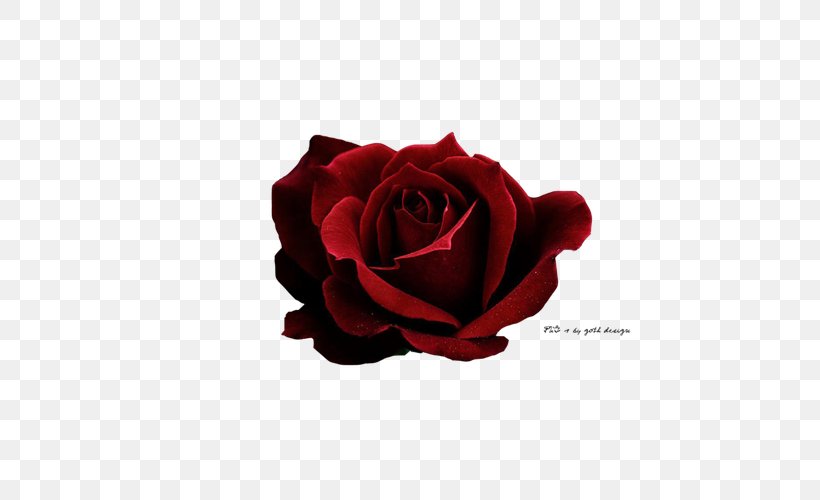Rose Red Icon, PNG, 600x500px, Rose, Aesthetics, Art, Cut Flowers, Flower Download Free