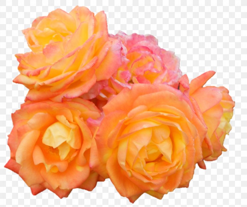 Garden Roses Cabbage Rose Floribunda Cut Flowers Floristry, PNG, 1093x916px, Garden Roses, Cabbage Rose, Cut Flowers, Floribunda, Floristry Download Free