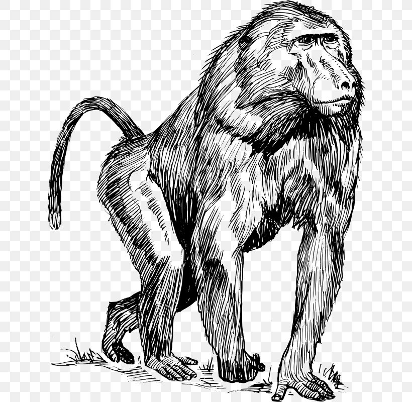 Mandrill Ape Primate Drawing Clip Art, PNG, 636x800px, Mandrill, Ape, Baboons, Big Cats, Black And White Download Free