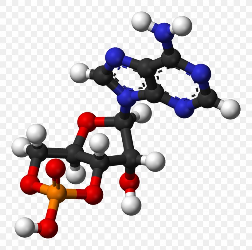 Cyclic Adenosine Monophosphate Ball-and-stick Model Adenosine Diphosphate, PNG, 1100x1093px, Cyclic Adenosine Monophosphate, Adenosine, Adenosine Diphosphate, Adenosine Monophosphate, Adenosine Triphosphate Download Free