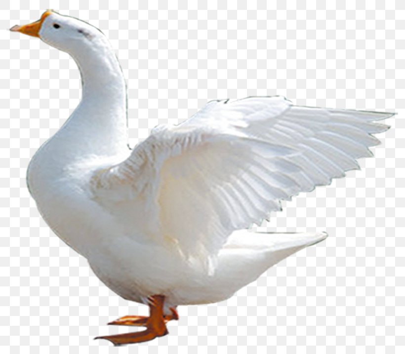 Duck Chinese Goose Cygnini Domestic Goose, PNG, 793x717px, Duck, Animal, Beak, Bird, Chinese Goose Download Free