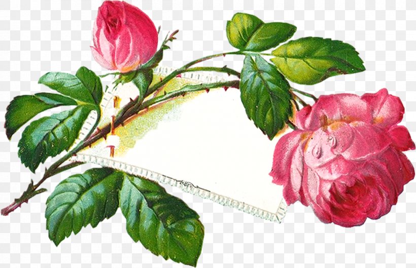 International Women's Day Flower Blog Clip Art, PNG, 1200x775px, International Women S Day, Blog, Camellia, Floribunda, Flower Download Free