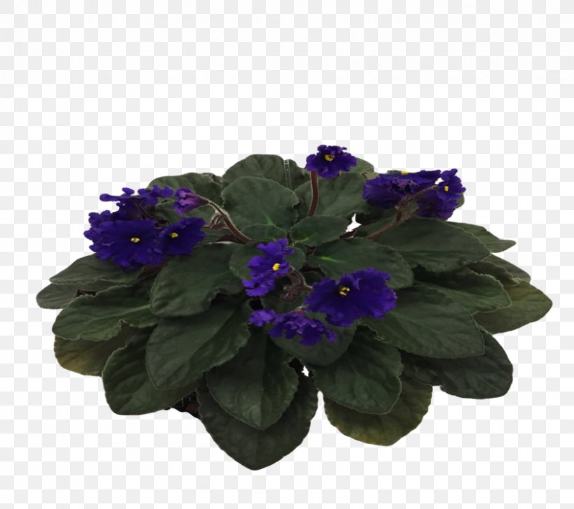 Primrose Cut Flowers, PNG, 844x750px, Primrose, Blue, Cut Flowers, Flower, Flowering Plant Download Free