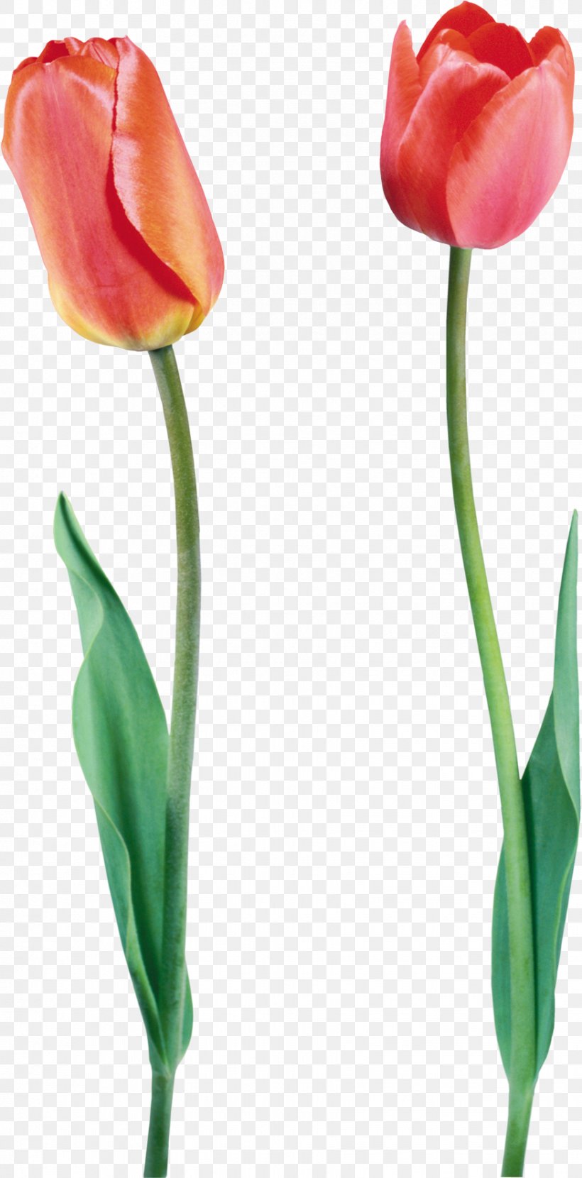 Tulip Flower Bouquet Clip Art, PNG, 875x1772px, Tulip, Bud, Bulb, Cut Flowers, Daffodil Download Free