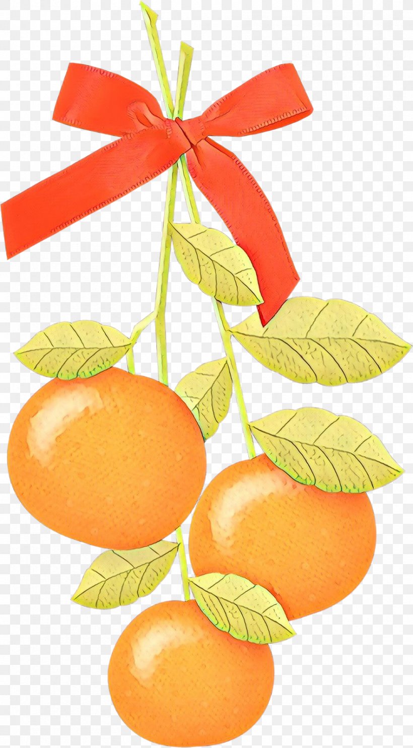 Clementine Mandarin Orange Tangerine Grapefruit Food, PNG, 883x1600px, Clementine, Citrus, Diet, Diet Food, Food Download Free