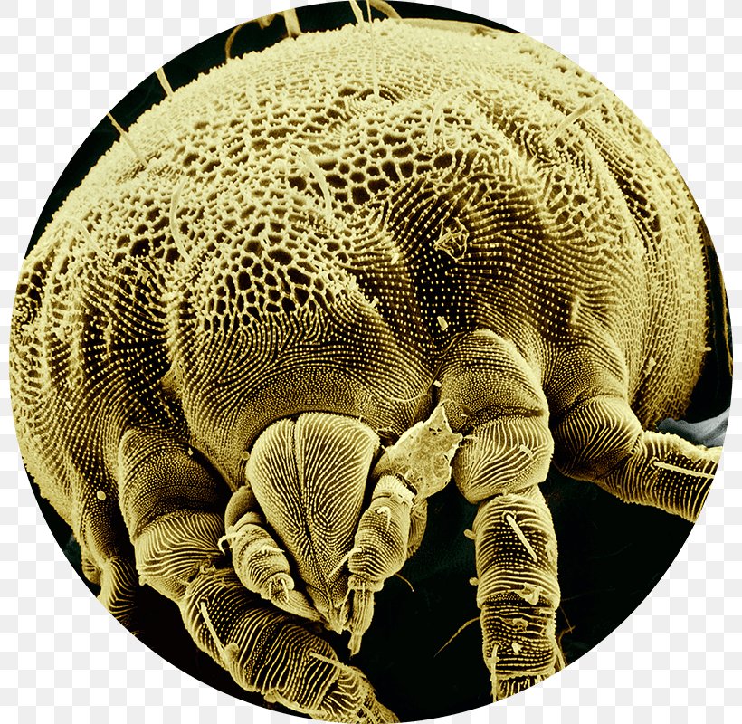Mite Microscope Insect Arthropod Spider, PNG, 800x800px, Mite, Acari, Arachnid, Arthropod, Chelicerata Download Free