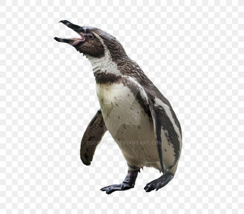 Penguin Bird Image Transparency, PNG, 955x836px, Penguin, Animal, Beak, Bird, Emperor Penguin Download Free