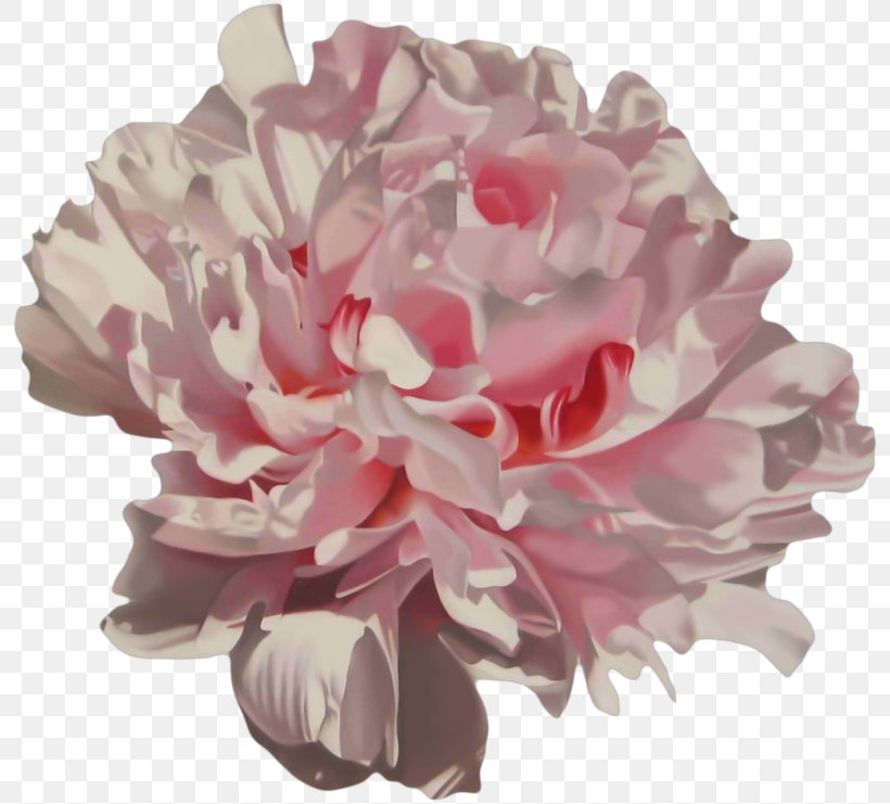 Pink Moutan Peony, PNG, 800x741px, Pink, Artificial Flower, Centifolia Roses, Color, Cut Flowers Download Free