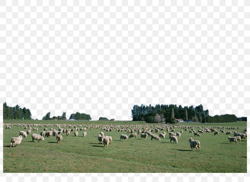 Sheep Cattle Goat Grassland Agriculture, PNG, 800x598px, Sheep, Agriculture, Calcareous Grassland, Cattle, Cattle Like Mammal Download Free