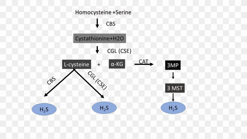 3-mercaptopyruvate Sulfurtransferase Cysteine Cystathionine Gamma-lyase Biosynthesis Hydrogen Sulfide, PNG, 1280x720px, Cysteine, Acid, Antioxidant, Area, Biosynthesis Download Free
