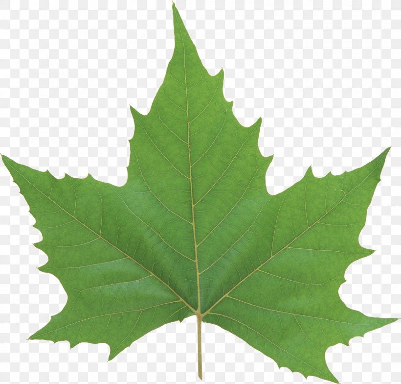 Leaf Look At Leaves Clip Art, PNG, 1600x1531px, Leaf, Autumn Leaf Color, Green, Look At Leaves, Maple Leaf Download Free