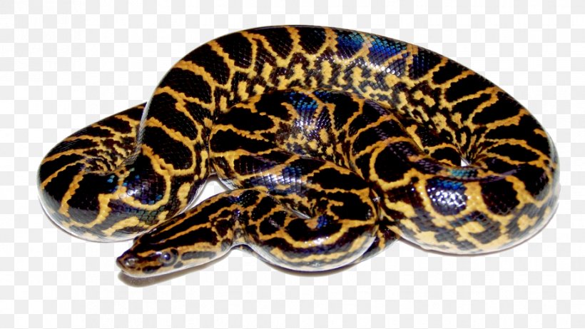 Snake Green Anaconda Reptile Yellow Anaconda, PNG, 915x515px, Snake, Anaconda, Giant Anaconda, Green Anaconda, Organism Download Free