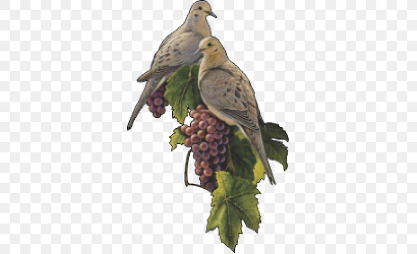 Bird Columbidae Mourning Dove Grape Eurasian Collared Dove, PNG, 500x500px, Bird, Animal, Art, Artist, Beak Download Free
