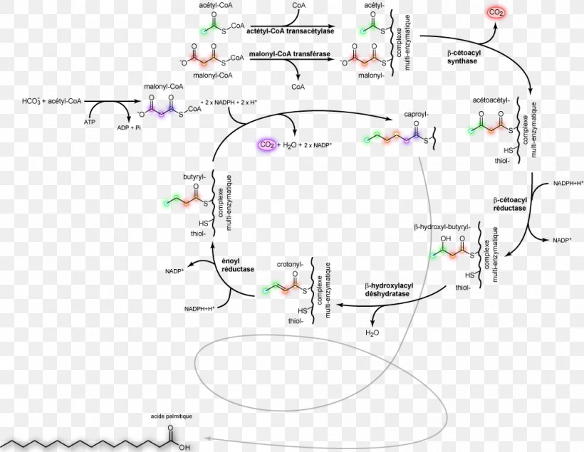 Lipogenesis Fatty Acid Synthesis Metabolism, PNG, 1008x781px, Lipogenesis, Acid, Area, Biochemistry, Biosynthesis Download Free