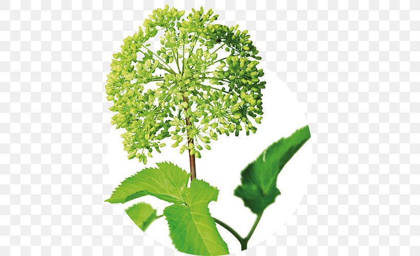 Parsley Angelica Archangelica Iberogast Medicinal Plants Herb, PNG, 500x500px, Parsley, Abdominal Pain, Angelica Archangelica, Anxiety, Apiales Download Free