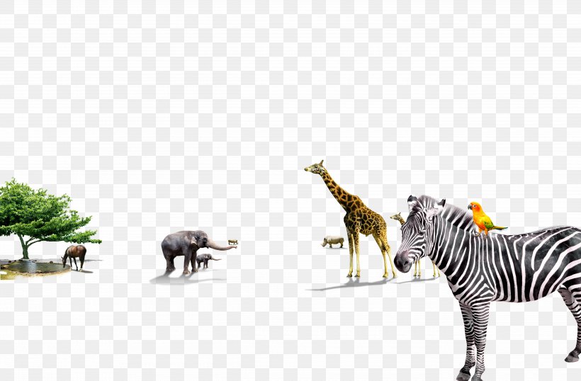 Quagga Giraffe Zebra Animal, PNG, 5000x3286px, Quagga, Animal, Fauna, Giraffe, Google Images Download Free