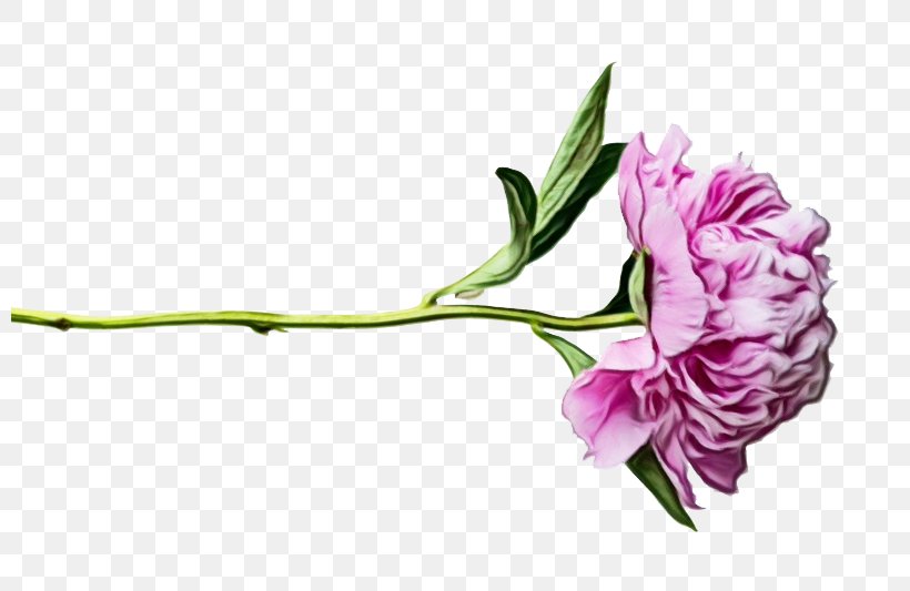 Flower Flowering Plant Plant Cut Flowers Pink, PNG, 800x533px, Watercolor, Cut Flowers, Flower, Flowering Plant, Lisianthus Download Free