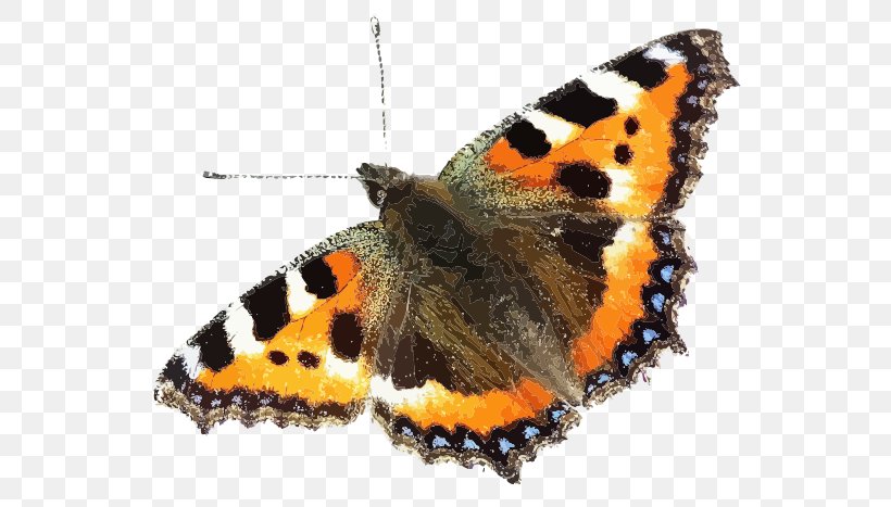 Insect Brush-footed Butterflies Small Tortoiseshell Image Swallowtail Butterfly, PNG, 566x467px, Insect, Arthropod, Brush Footed Butterfly, Brushfooted Butterflies, Butterflies Download Free