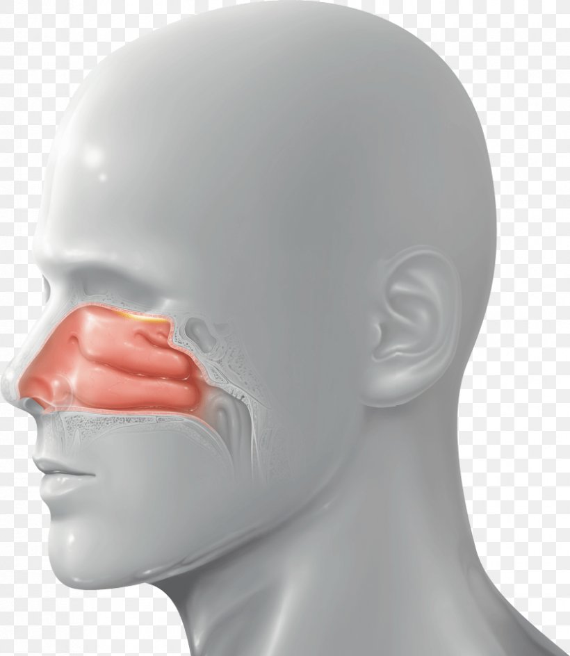 Nose Nasal Administration Drug Delivery Business, PNG, 838x965px, Nose, Afacere, Anatomy, Business, Chin Download Free