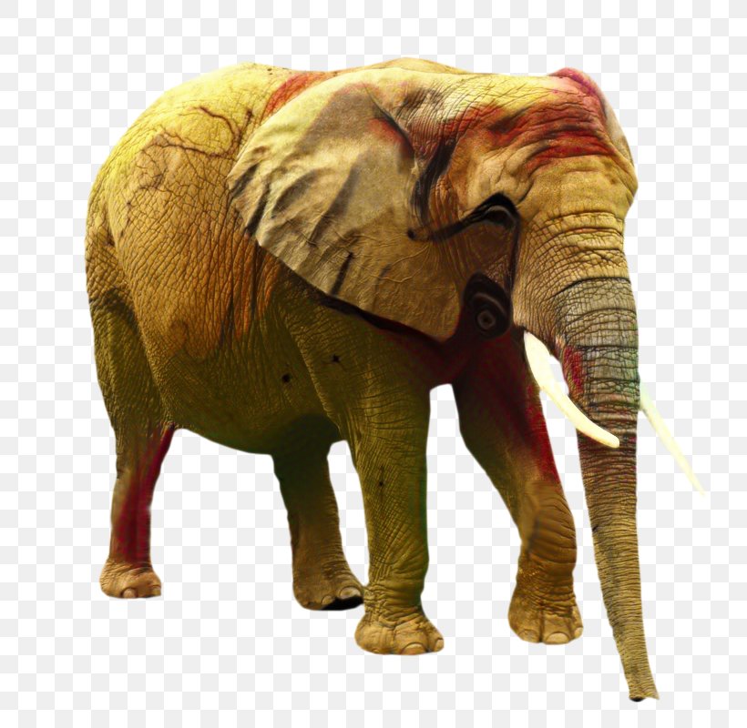 African Bush Elephant African Forest Elephant Clip Art, PNG, 800x800px, African Bush Elephant, African Elephant, African Forest Elephant, Animal, Animal Figure Download Free