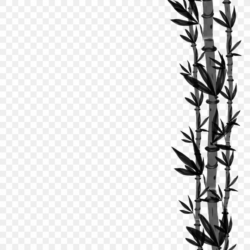 Black & White, PNG, 2100x2100px, Black White M, American Larch, Elymus Repens, Flower, Grass Family Download Free