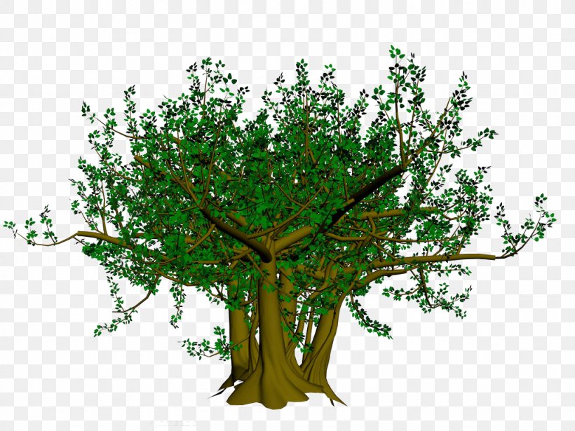 Bodhi Tree Branch Ficus Religiosa, PNG, 1024x768px, Bodhi Tree, Banyan, Bodhi, Bonsai, Branch Download Free